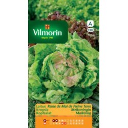 Laitue Reine De Mai De...