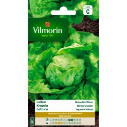 Laitue Merveille D'Hiver