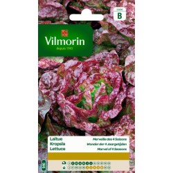 Laitue Merveille Des 4 Saisons