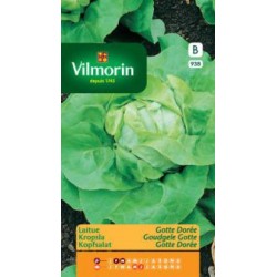 Laitue Gotte Jaune D'Or