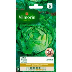 Laitue Divina