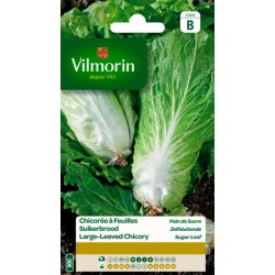 Chicorée À Feuilles...