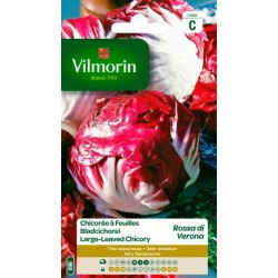 Chicorée À Feuilles Rouge...