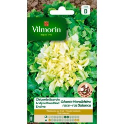 Chicorée Scarole Géante...
