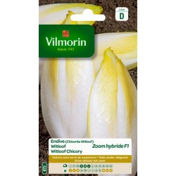 Endive Witloof Zoom HF1