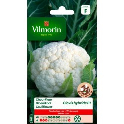 Chou Fleur D'Hiver...