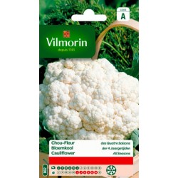 Chou Fleur des quatre Saisons