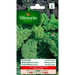 Chou Frisé Vert Demi-Nain