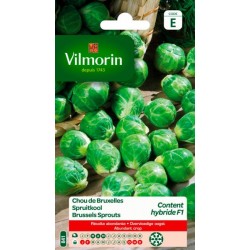 Chou De Bruxelles Content HF1