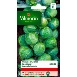 Chou De Bruxelles Sanda