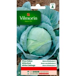 Chou Cabus Gloire D'Enkhuizen