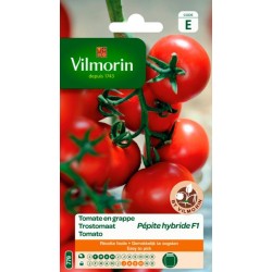 Tomate en Grappes Pépite HF1