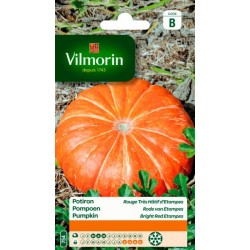 Potiron Rouge Vif D'Etampes