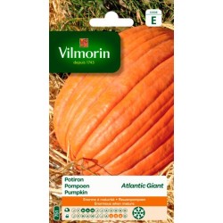 Potiron Atlantic Giant