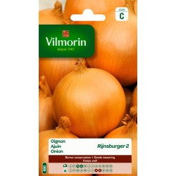 Oignon Rijnsburger 2