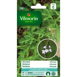 Verveine Officinale