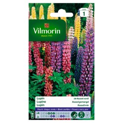 Lupin De Russel Varié