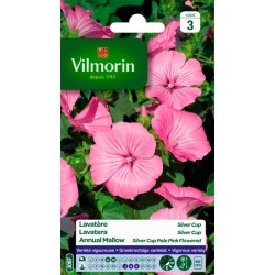 Lavatère Silver Cup