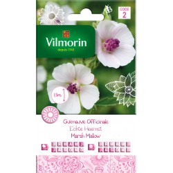 Guimauve Officinale