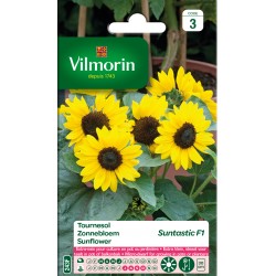 Tournesol Suntastic F1