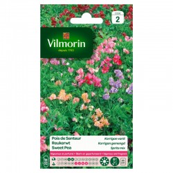 Pois De Senteur Korrigan Varié