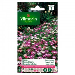 Ficoïde Tapis Magique