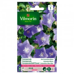 Campanule Des Carpathes Bleue