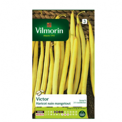 Haricot Nain à Filet Sans...